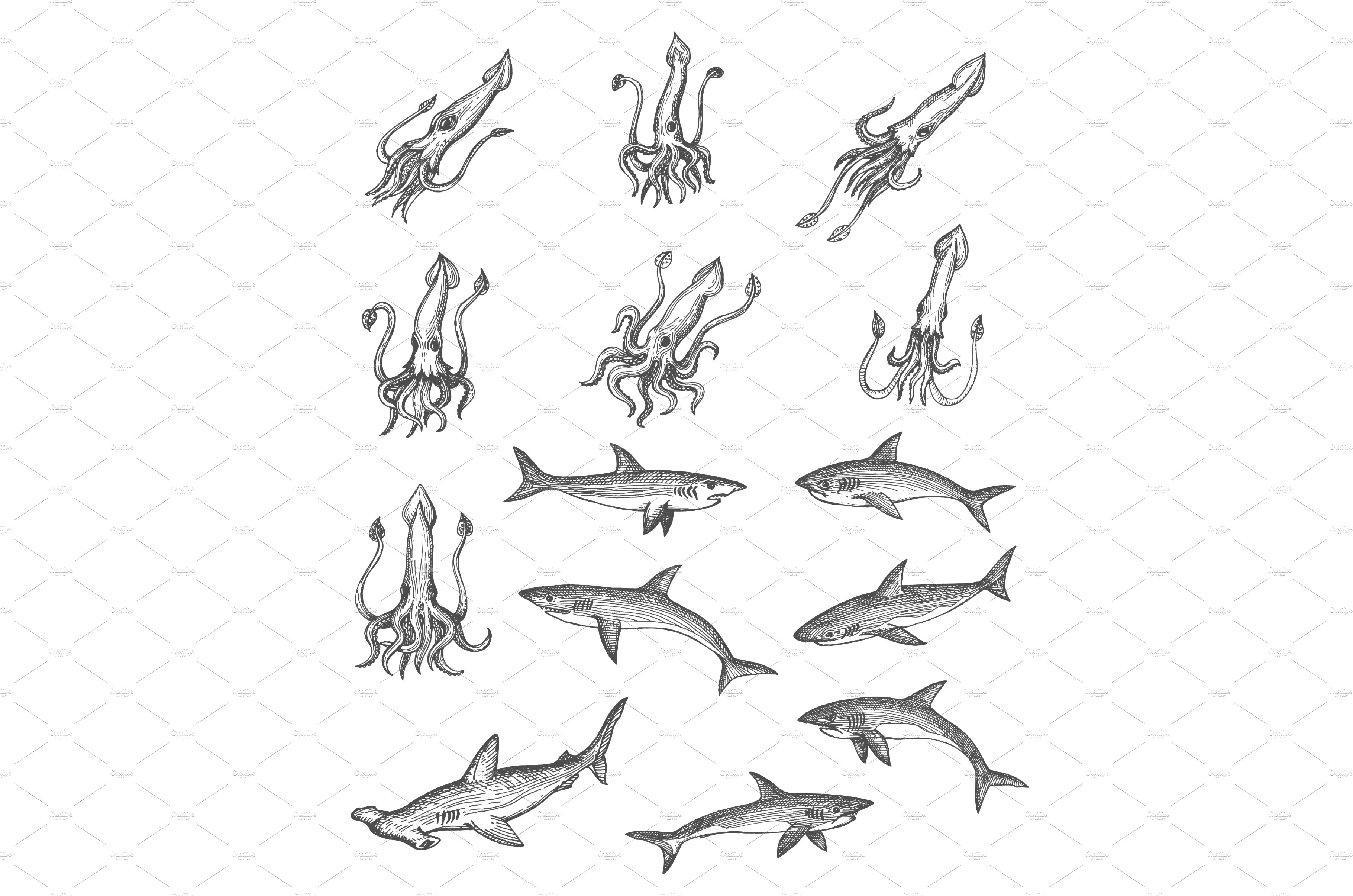 Squids and sharks animal sketches cover image.