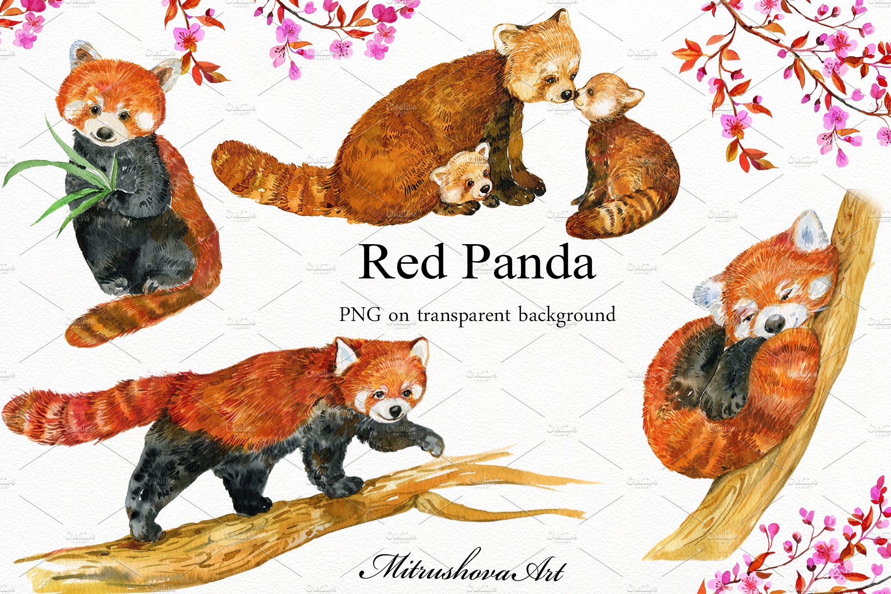 Red Panda ,watercolor illustrations preview image.
