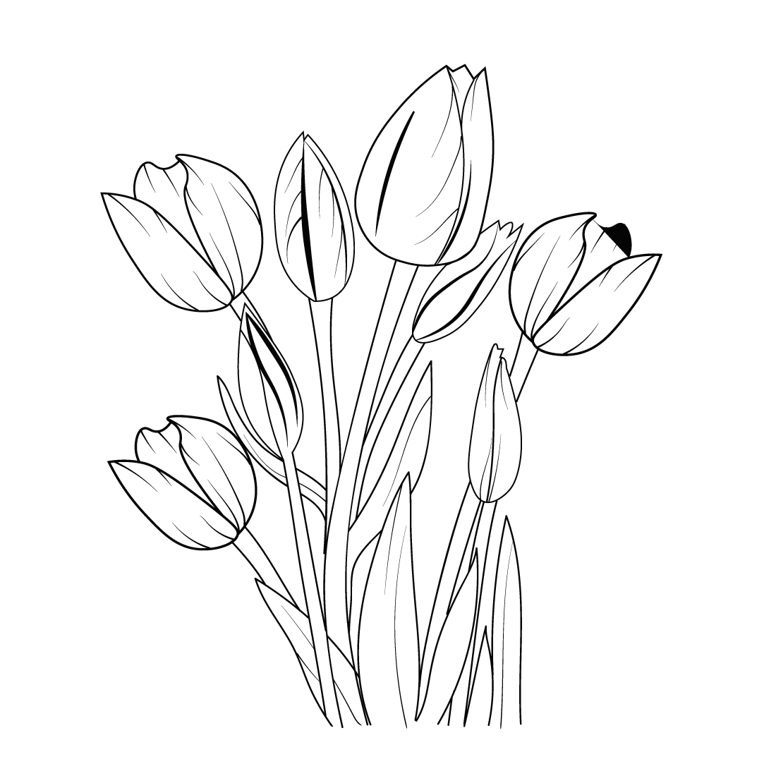 realistic tulip flower drawing, outline tulip flower drawing, tulip flower line drawing, sketch tulip drawing, preview image.