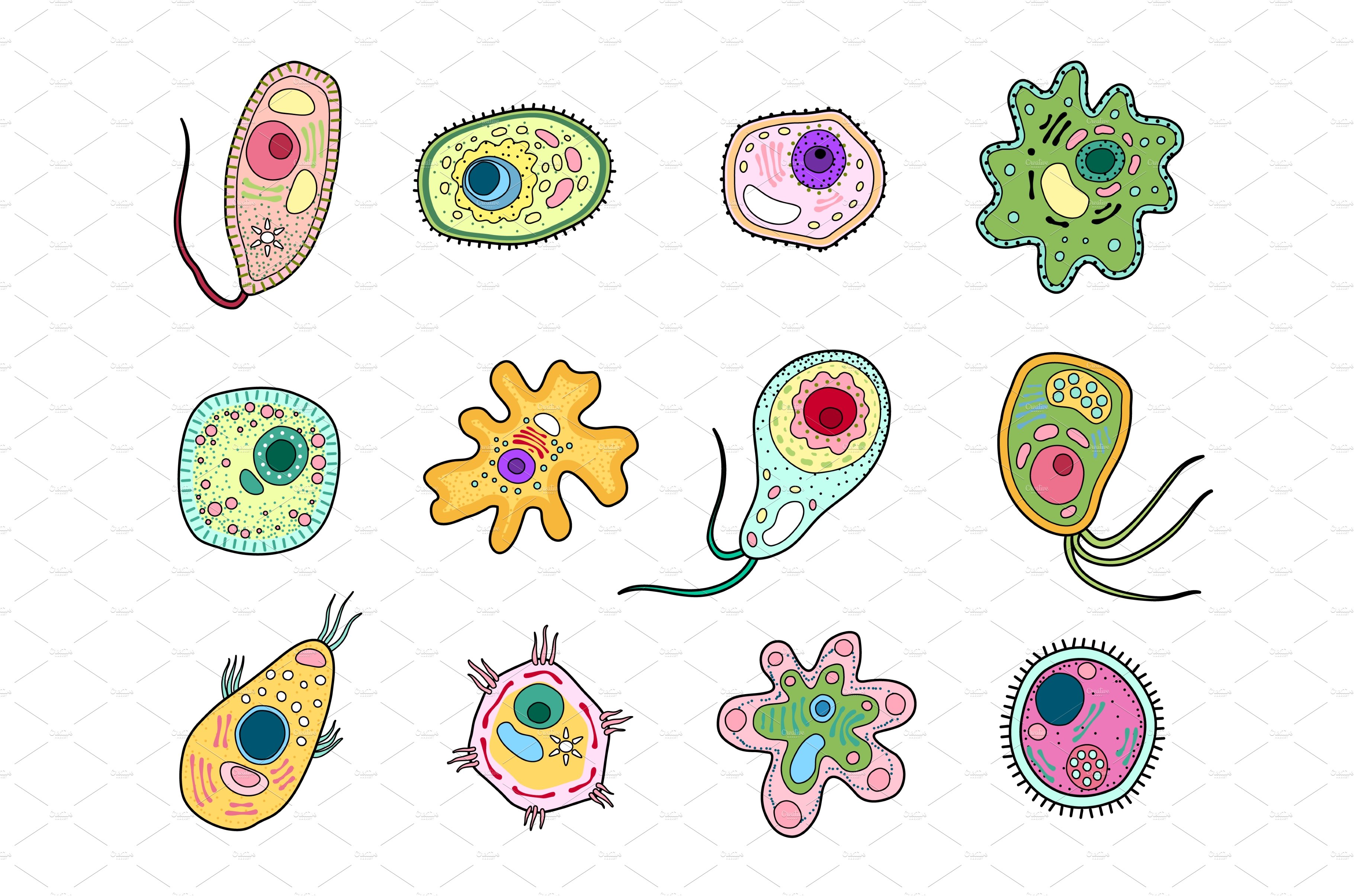Protista, protozoa or amoeba cells cover image.