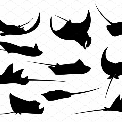 Manta ray, stingray or cramp fish cover image.