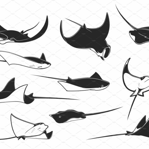 Manta ray, stingray animals cover image.