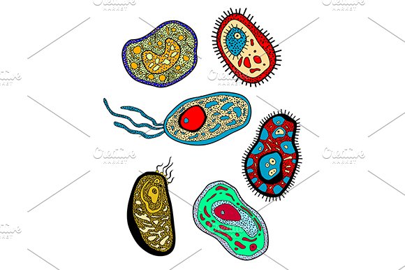 Amebas, amoebas, microbes and germs cover image.