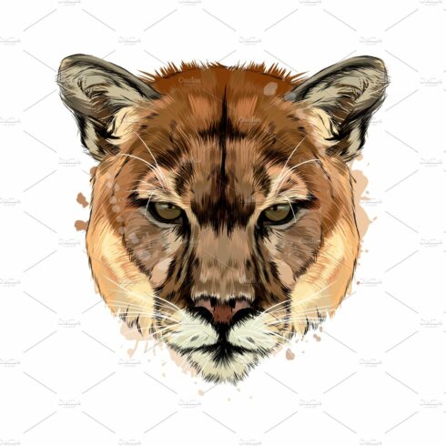 Puma, cougar head portrait cover image.