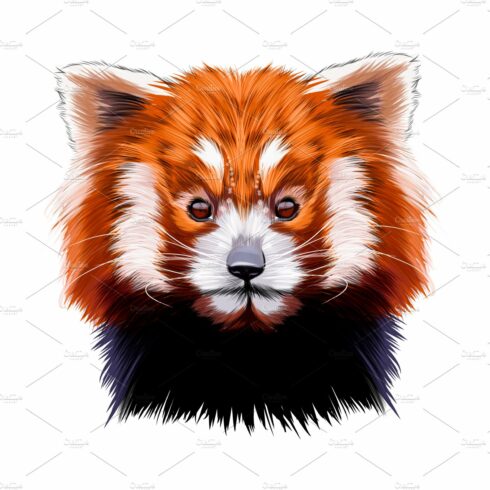 Head of a small red panda cover image.
