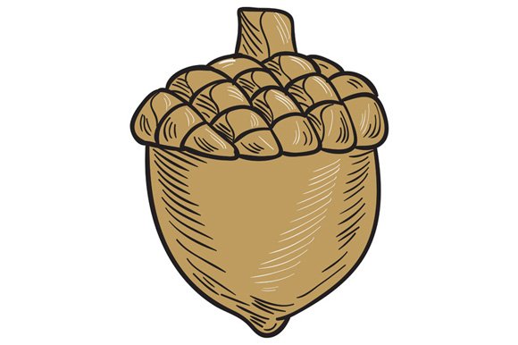 Acorn Drawing cover image.