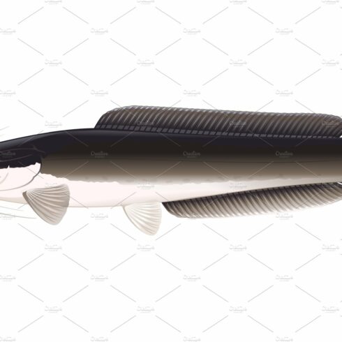 African sharptooth catfish isolated cover image.