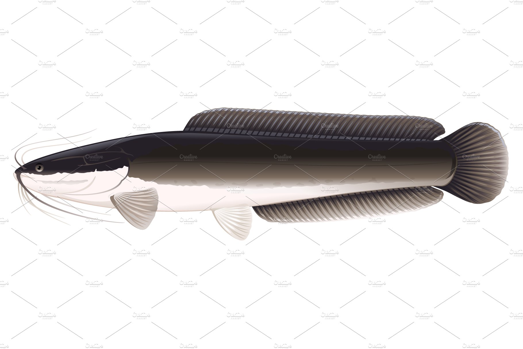 African sharptooth catfish isolated cover image.