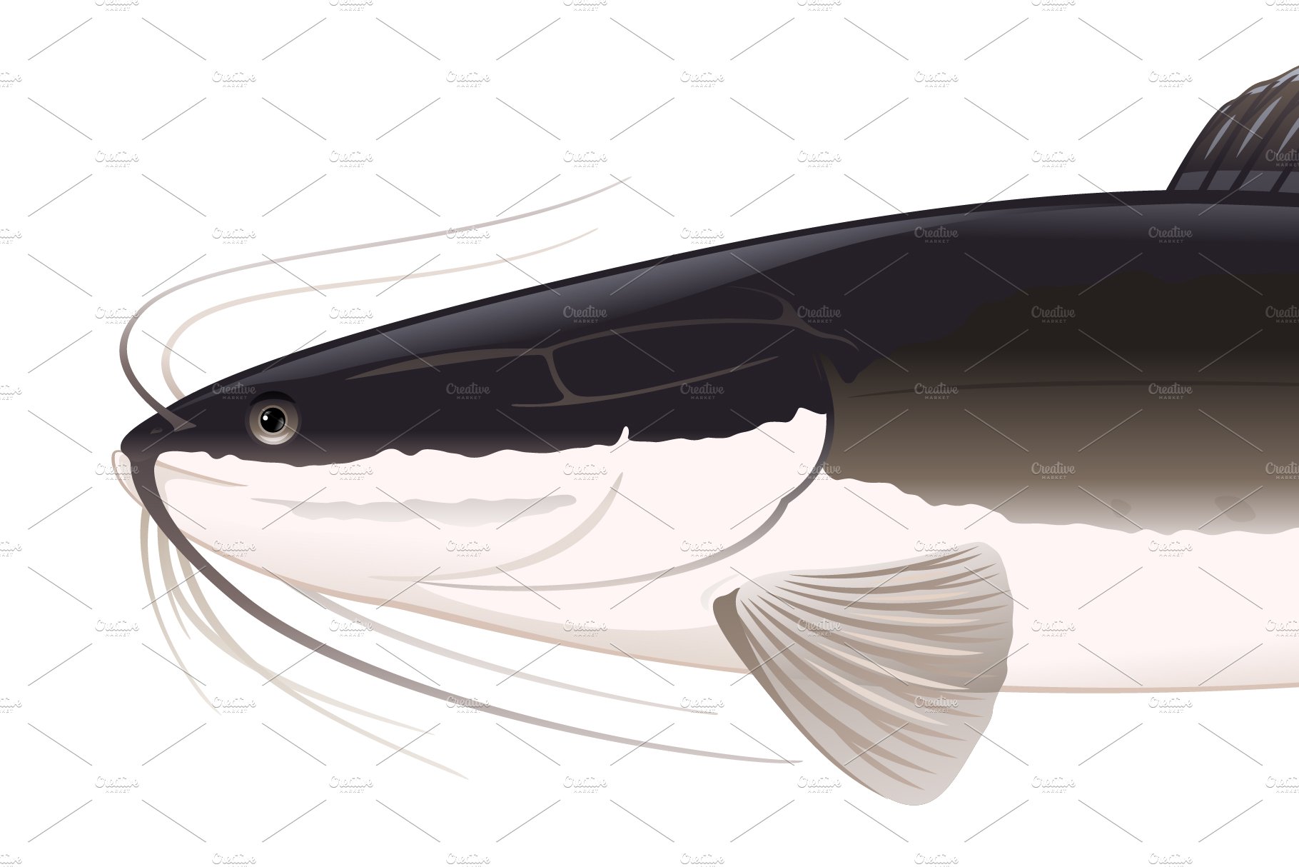 African sharptooth catfish isolated preview image.