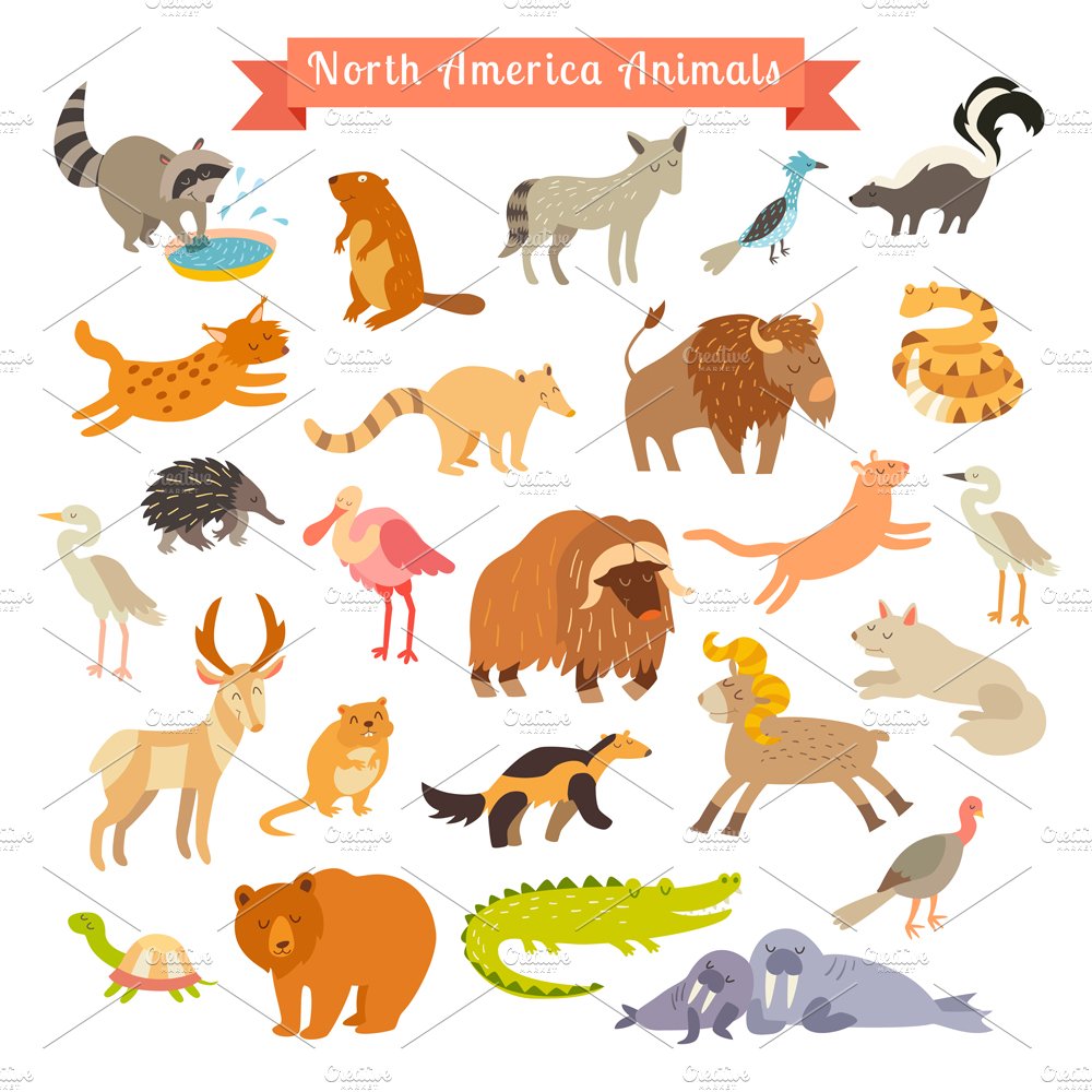 north american animals