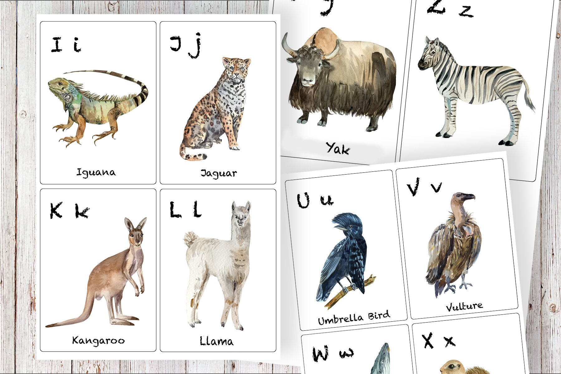 animals flashcards c4 498