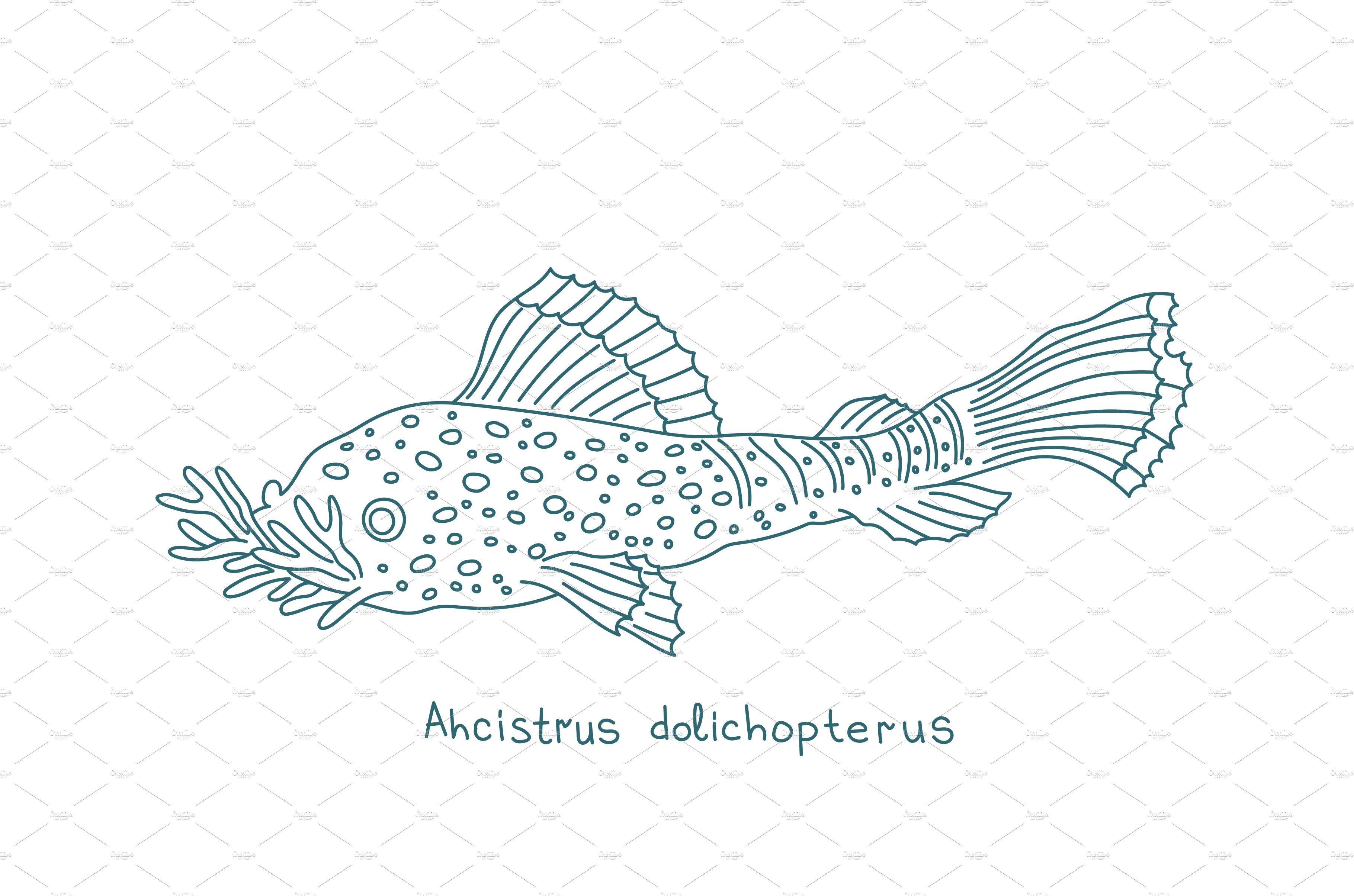 Bushymouth catfish. Ancistrus cover image.