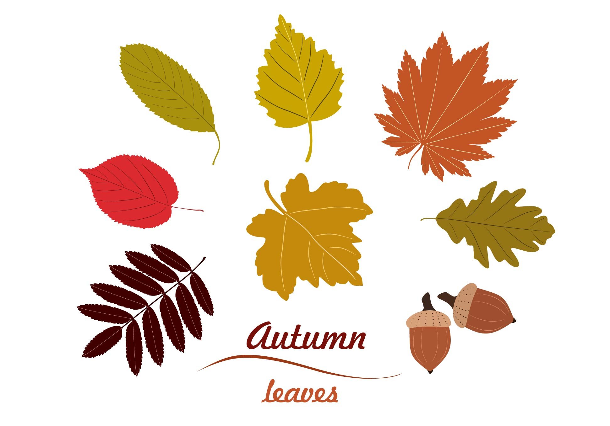 Set of autumn leaves vector preview image.