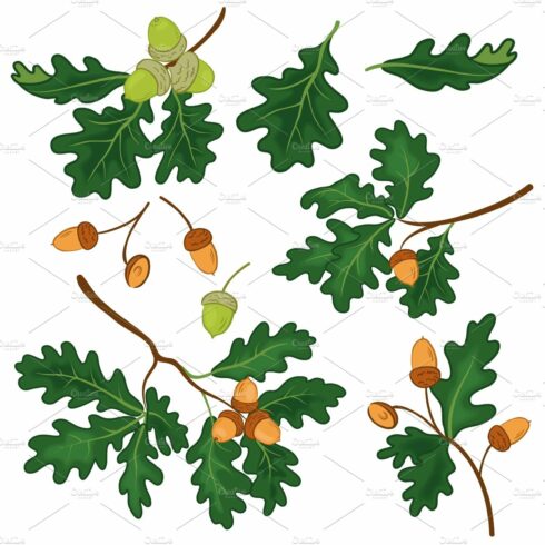 Oak branches with leaves and acorns cover image.
