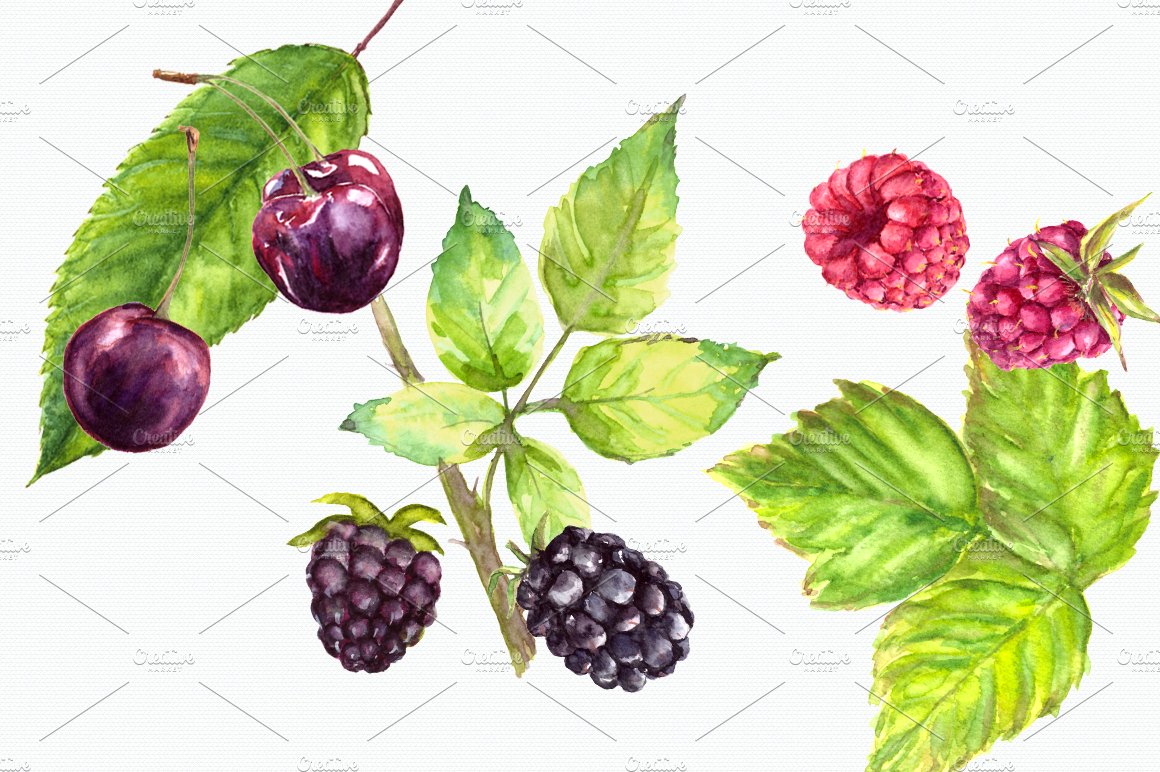Watercolor Berries Clip Art Set preview image.