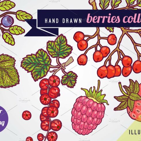 Hand drawn berries illustrations. cover image.