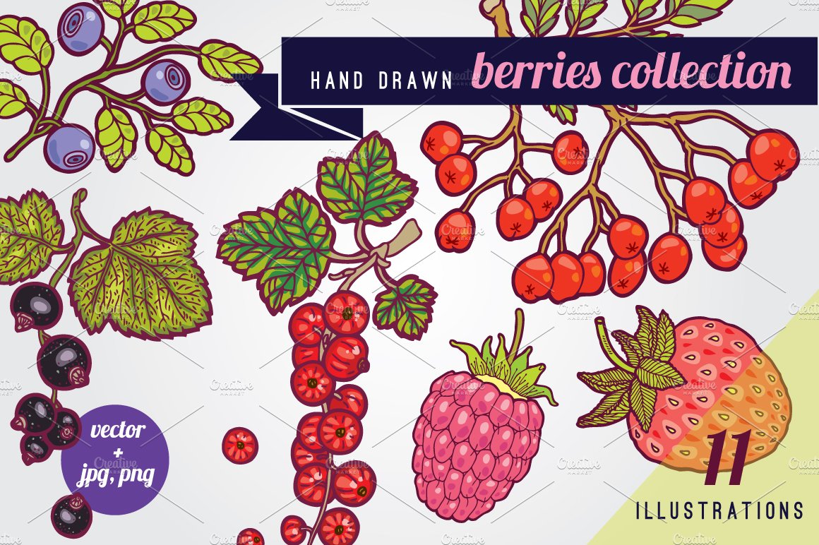 Hand drawn berries illustrations. cover image.