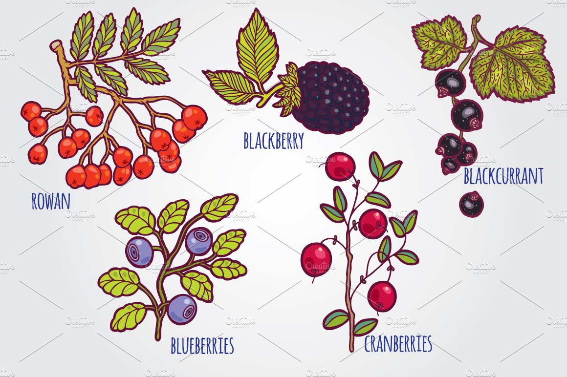 Hand drawn berries illustrations. preview image.