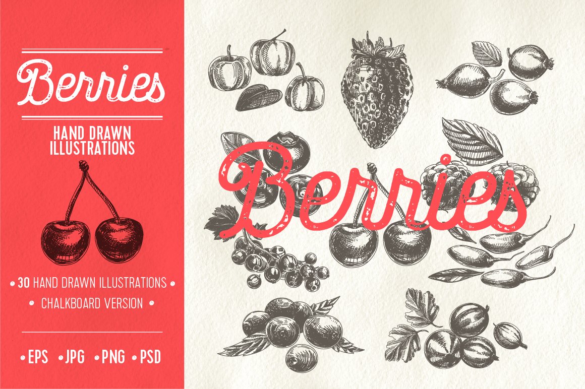 Hand drawn berries illustrations cover image.