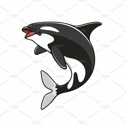 Grampus or orca, jumping killer whale cover image.