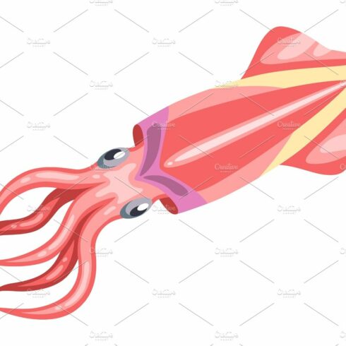 Fresh squid. Isolated illustration of seafood on white background cover image.