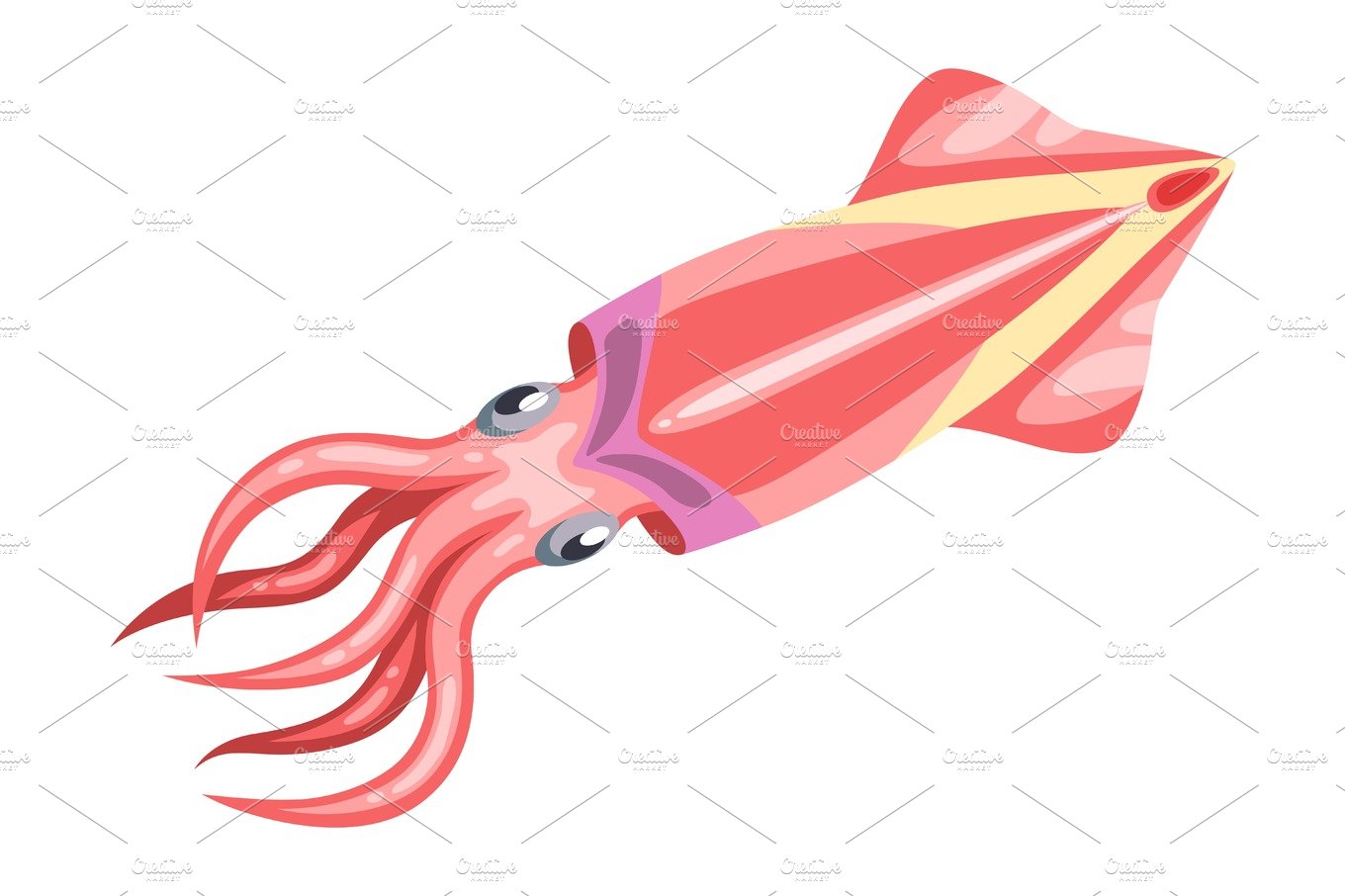 Fresh squid. Isolated illustration of seafood on white background cover image.