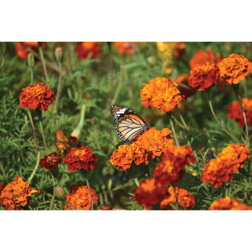 Butterfly picture cover image.