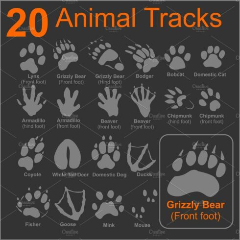 Animals Tracks - vector set cover image.