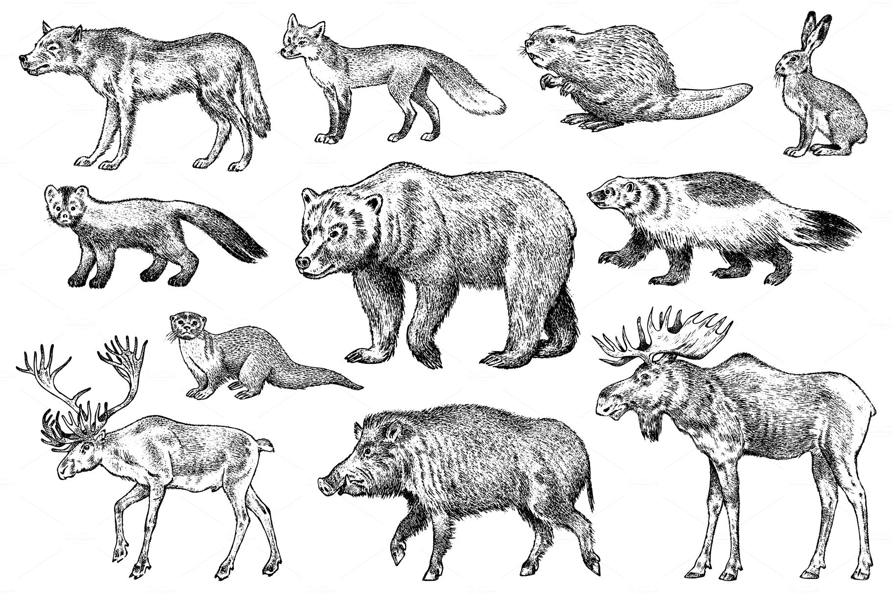 Set of Wild animals. Brown cover image.