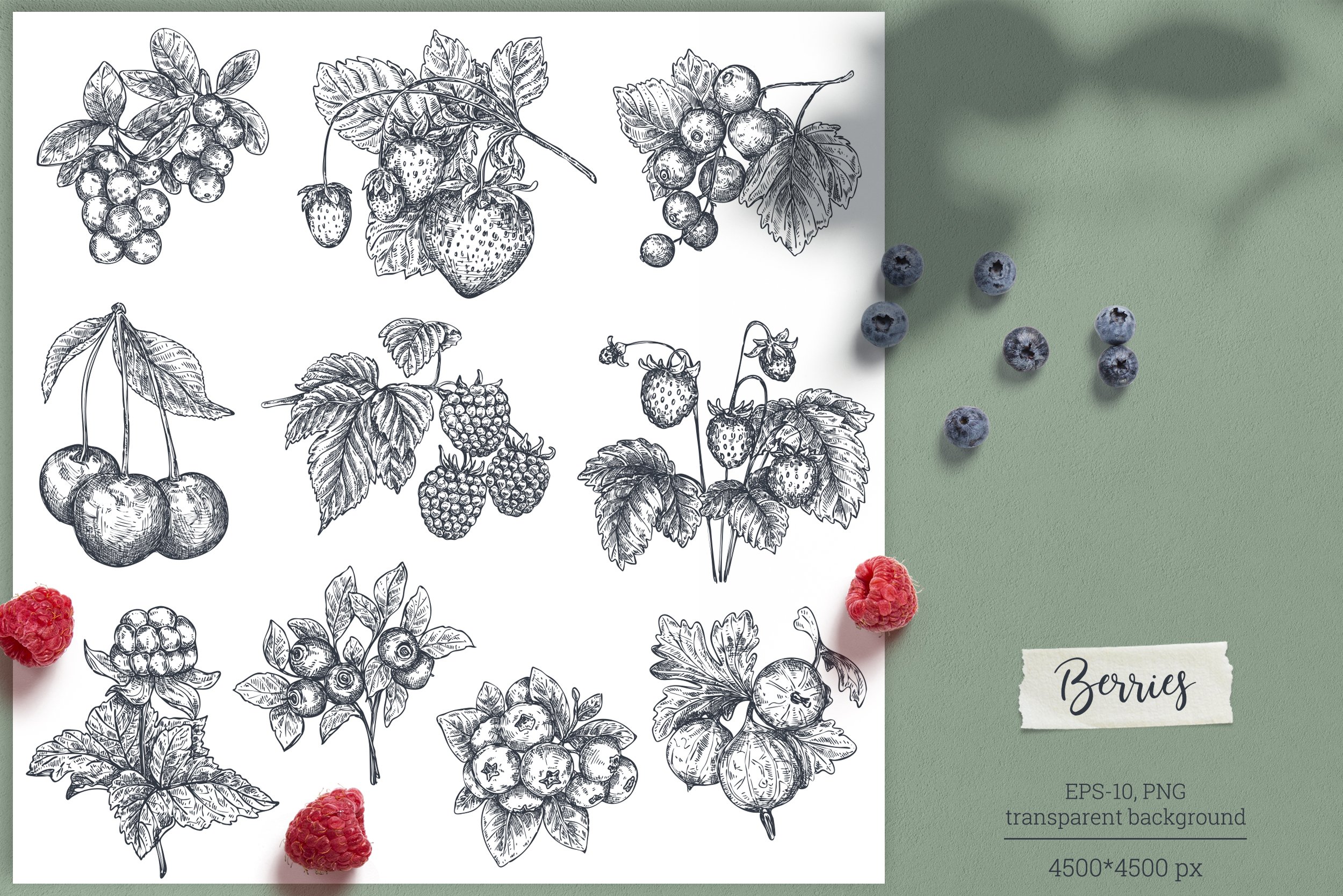 Berries vector collection preview image.