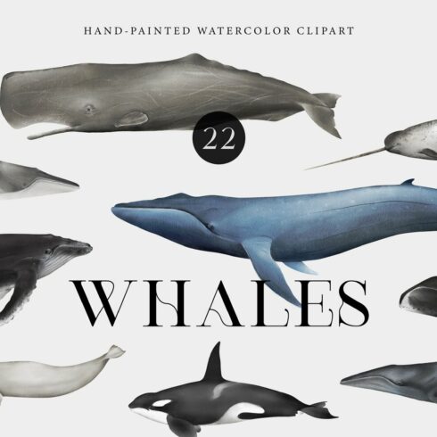 Watercolor Whales. Ocean animals set cover image.