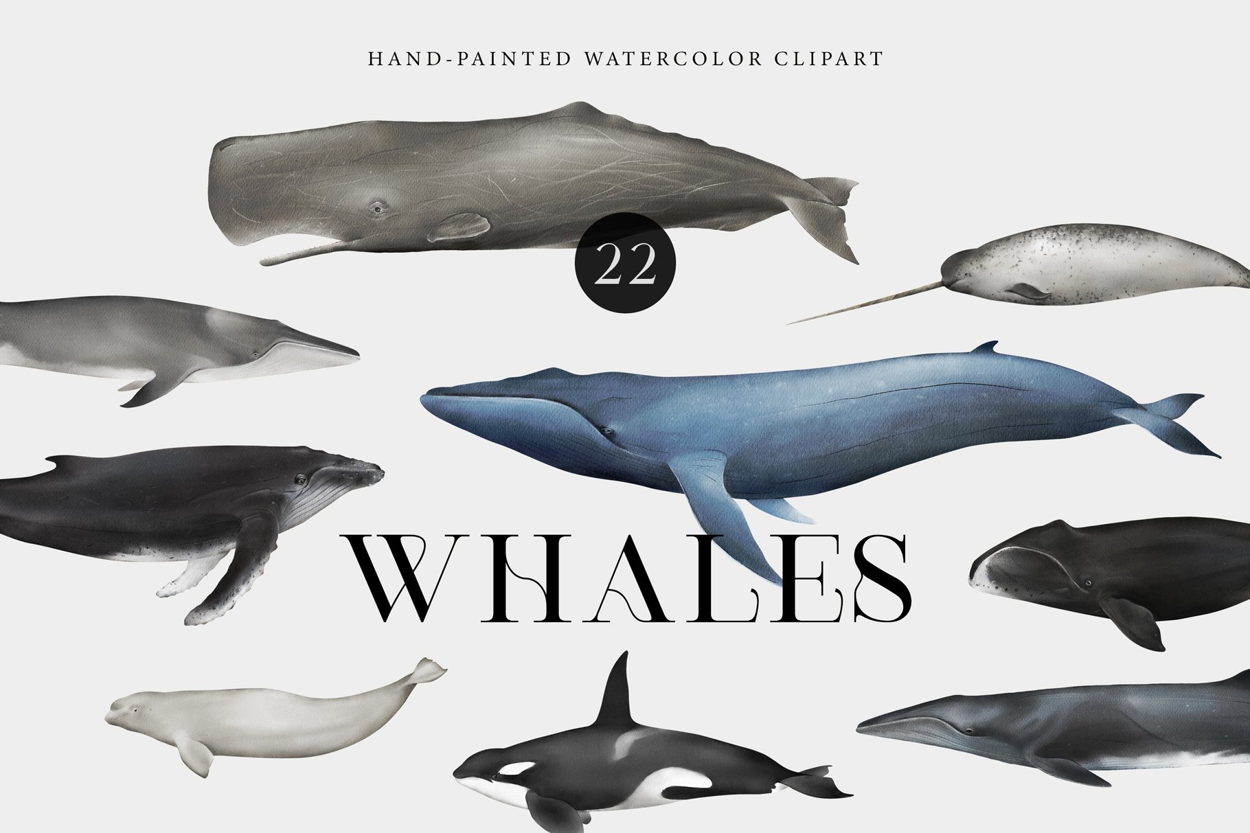 Watercolor Whales. Ocean animals set cover image.