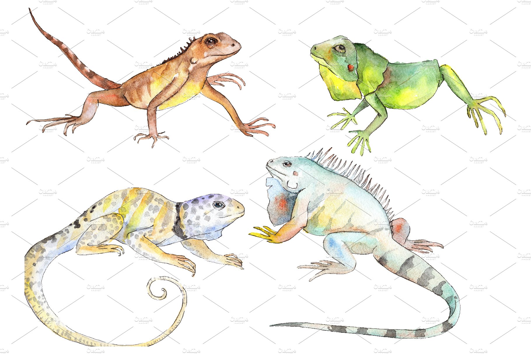 Iguana-1 Watercolor png cover image.