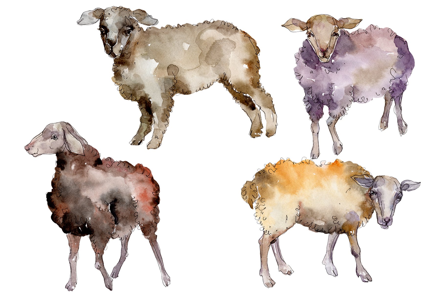 Agriculture:sheep, ram Watercolor pn cover image.
