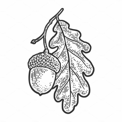 acorn with oak leaf sketch vector cover image.
