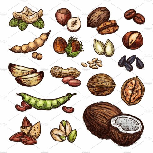 Nuts and bean seeds vector natural cover image.