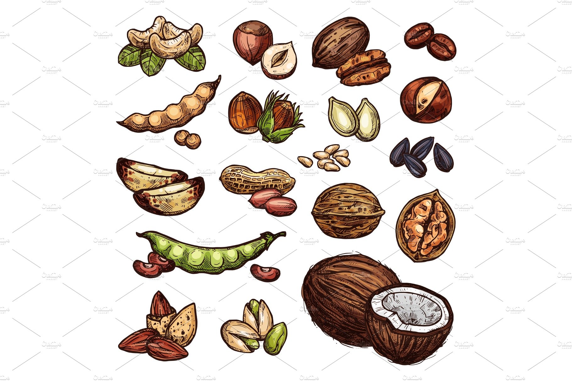 Nuts and bean seeds vector natural cover image.