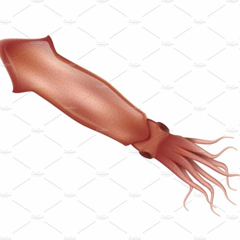 Squid realistic vector illustration cover image.