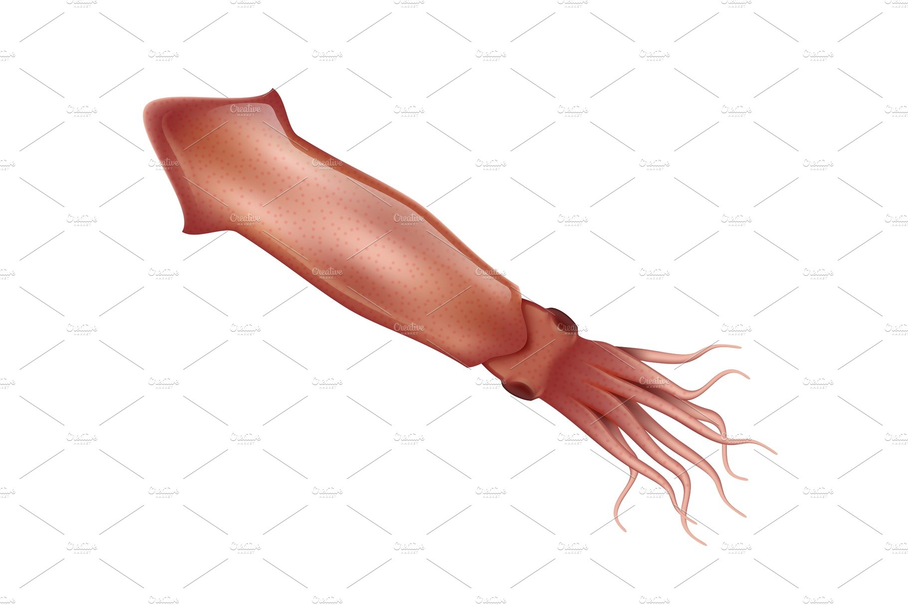 Squid realistic vector illustration cover image.