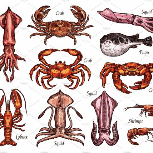 Sea animal sketches with fish and crustacean cover image.