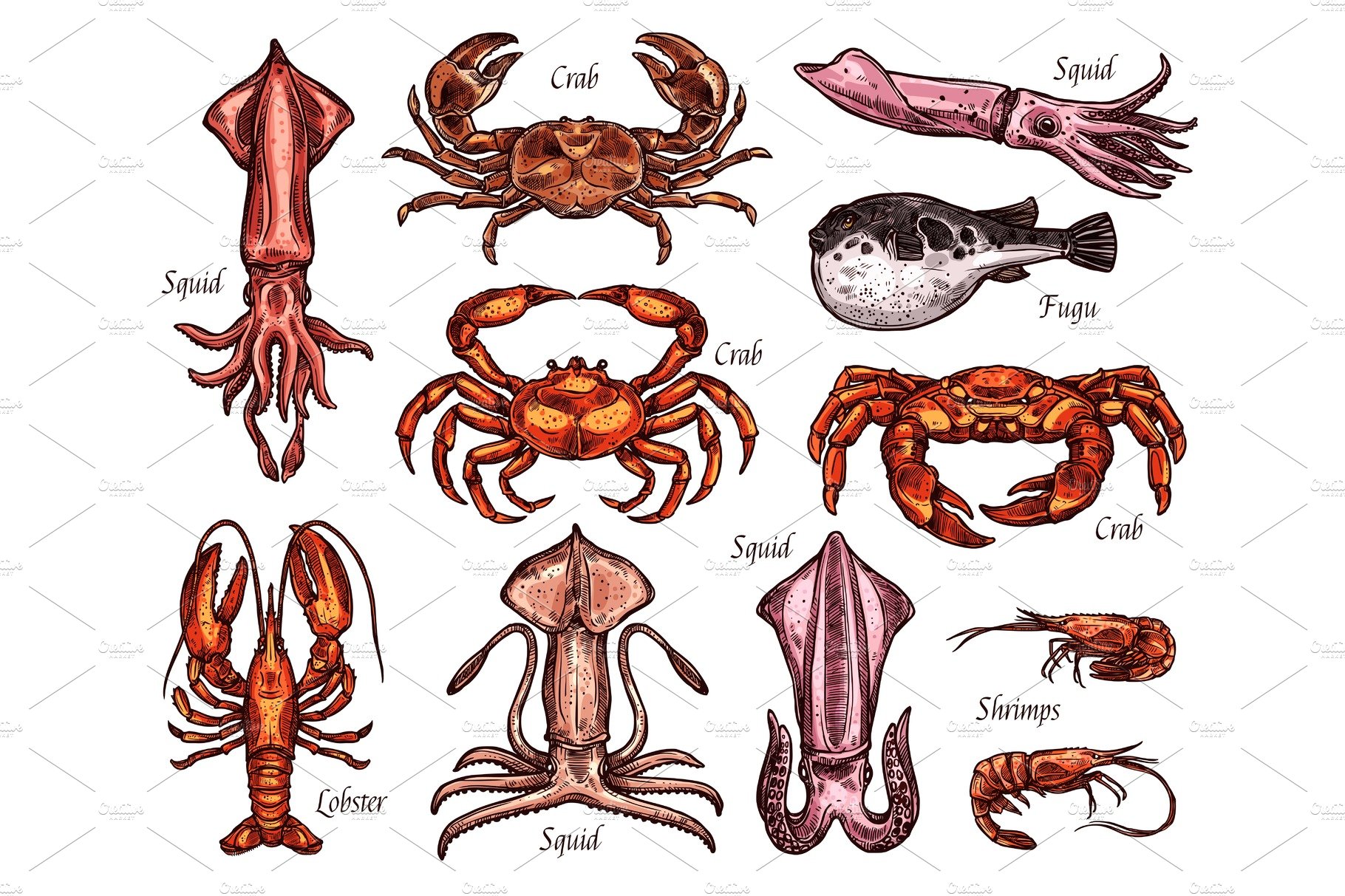 Sea animal sketches with fish and crustacean cover image.