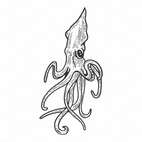Squid animal sketch engraving vector cover image.