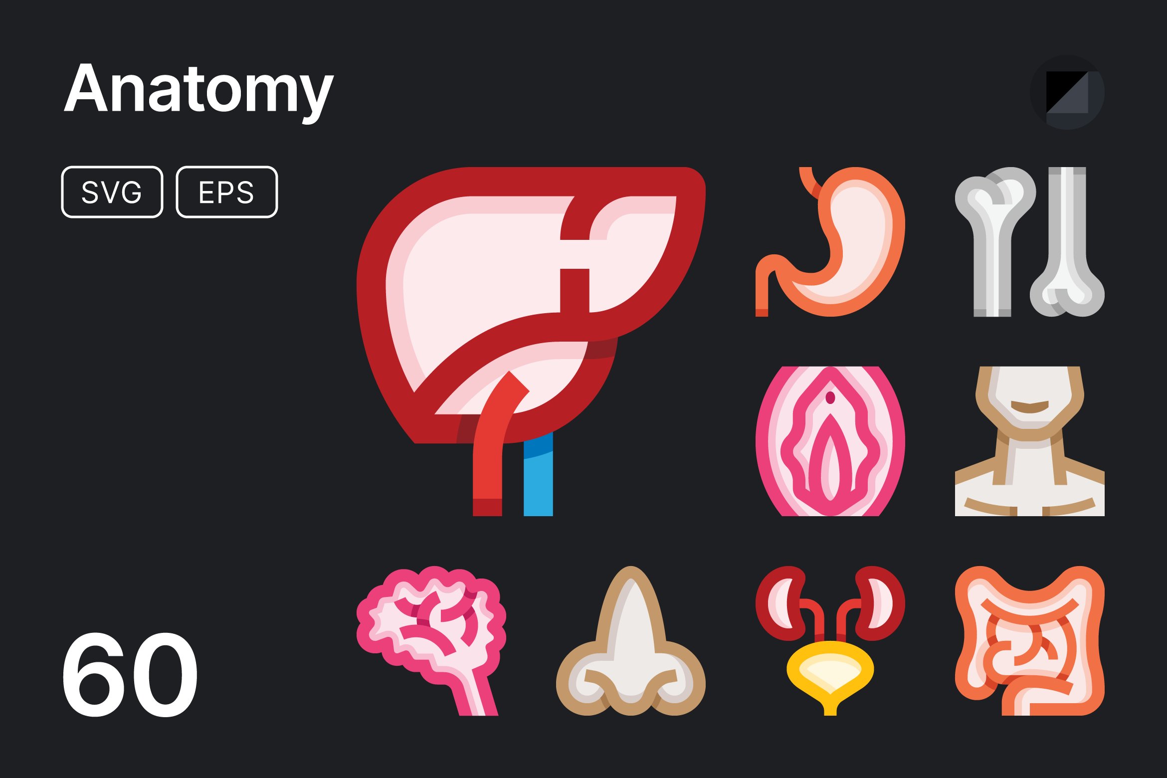 Basicons / People / Anatomy cover image.