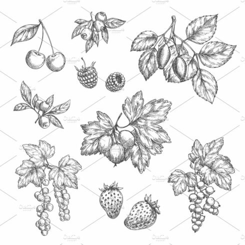 Vector sketch icons of fresh berries and fruits cover image.