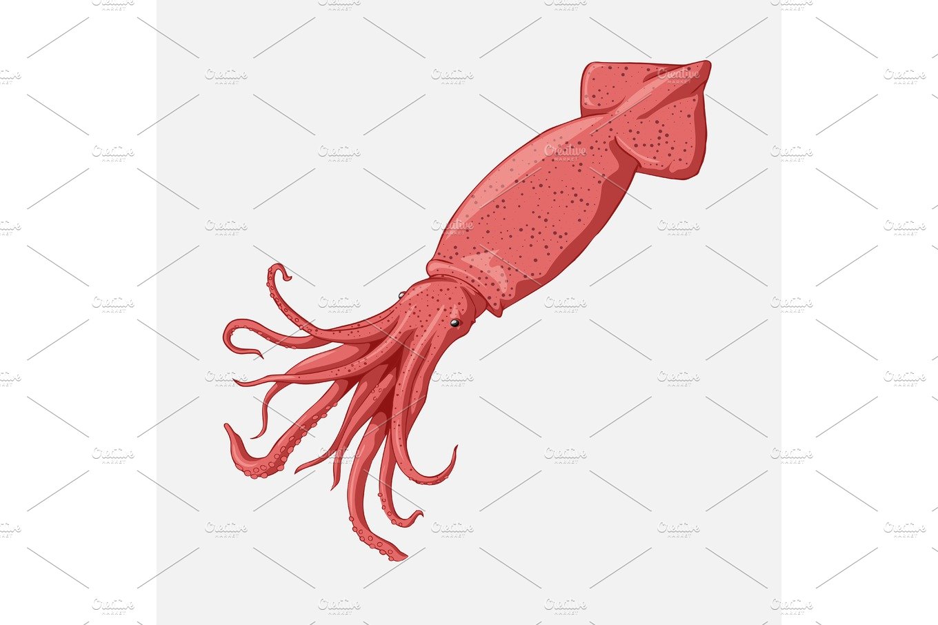 Vector Squid cartoon marine illustration. cover image.