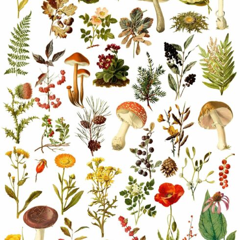 Field & Forest Vintage Botanicals cover image.
