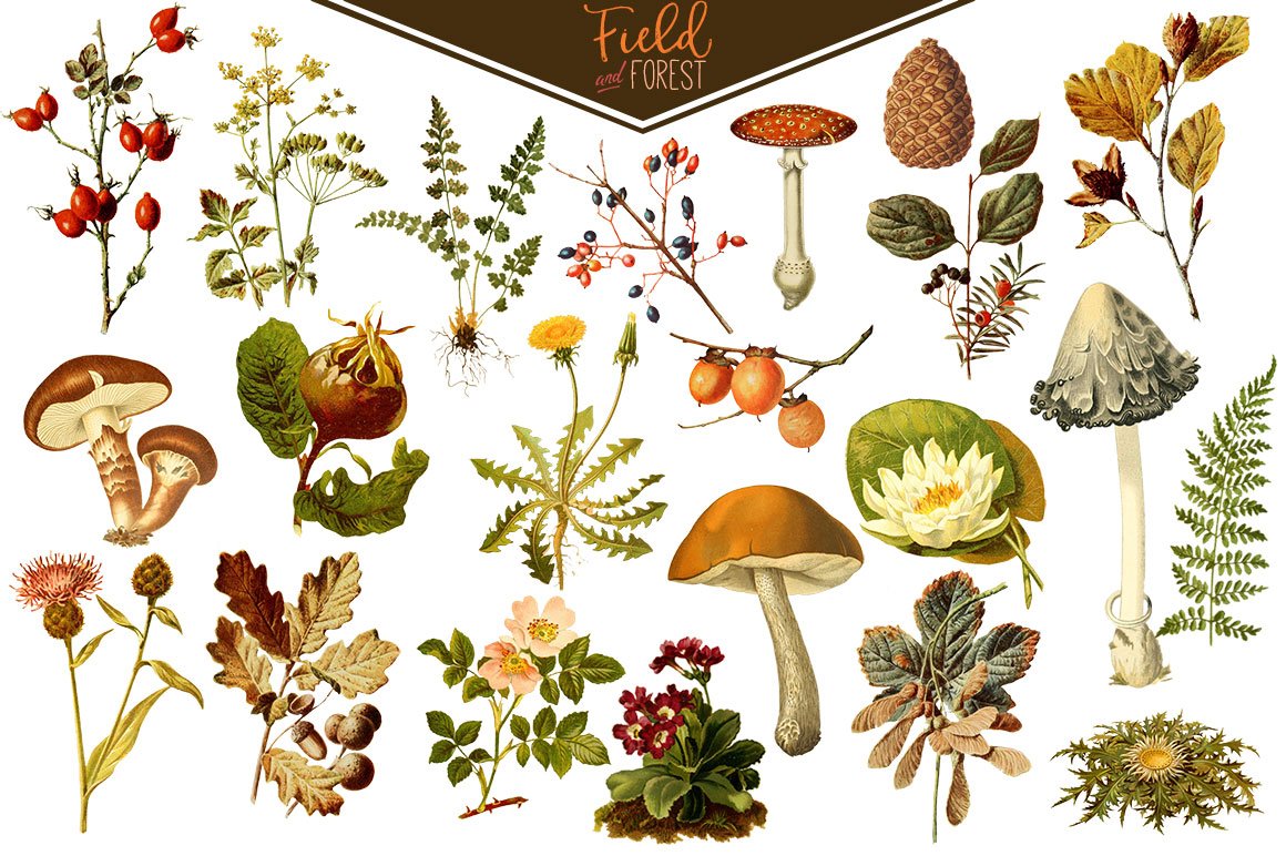Field & Forest Vintage Botanicals preview image.