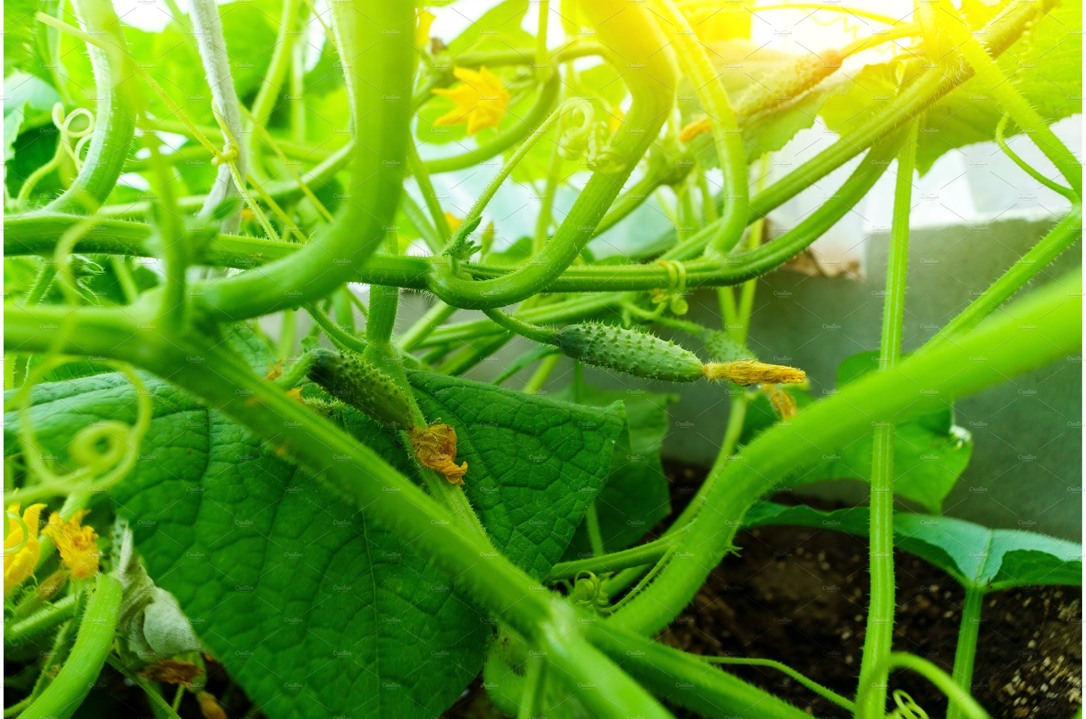 Fresh cucumbers in a hand cover image.