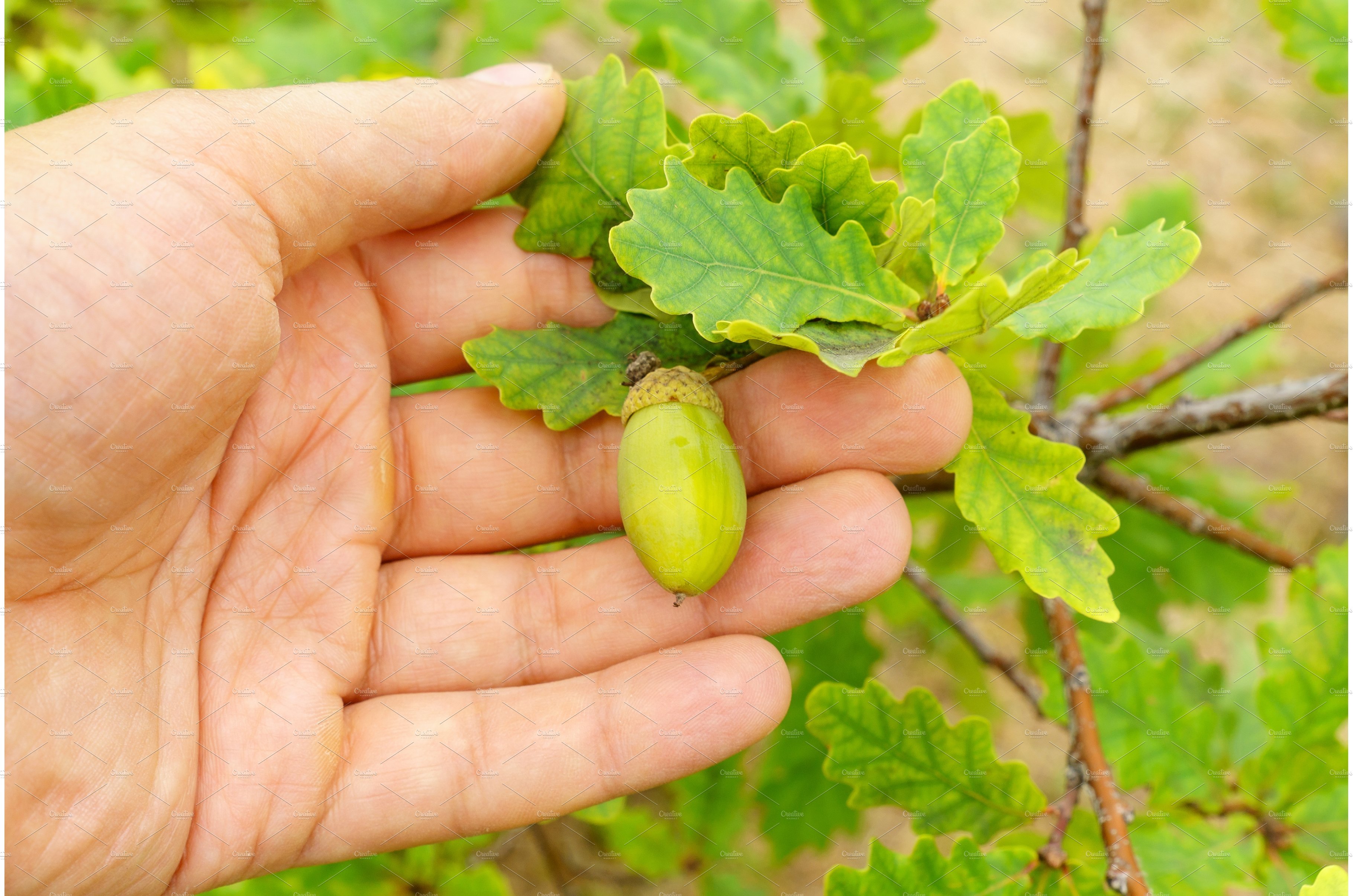 An oak branch with green leaves and cover image.