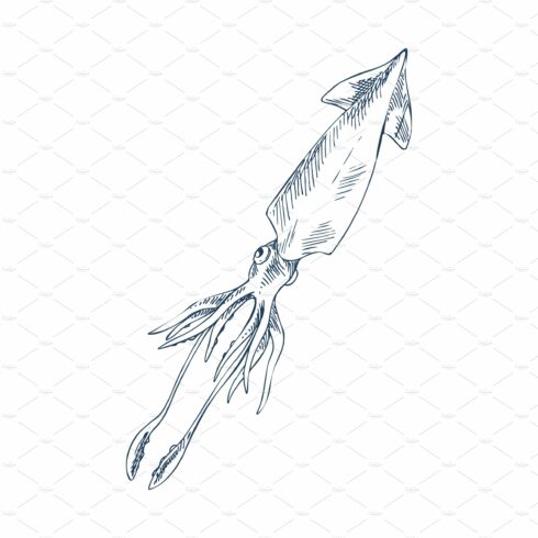 Squid Marine Inhabitant Sketch Style cover image.